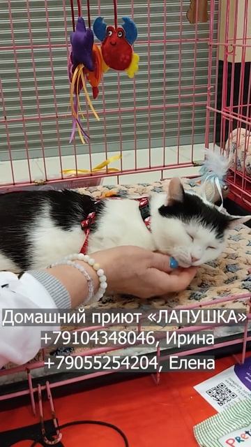 Барамунди (1,5 года) невероятно мудрая, умная и заботливая кошечка. В поисках любящей семьи. смотреть онлайн