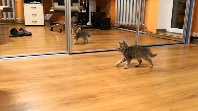 Храбрый котенок смотреть онлайн