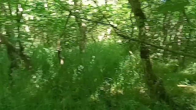 В лес за дровами. смотреть онлайн