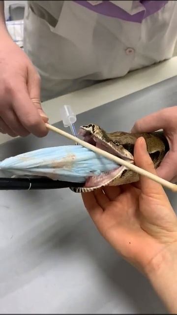 Удав смотреть онлайн