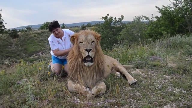 wild animals ●МИЛЫЕ ЛЬВИНЫЕ ОБНИМАШКИ от вожака Чука Sweet hungs with Chuk, the lion leader смотреть онлайн