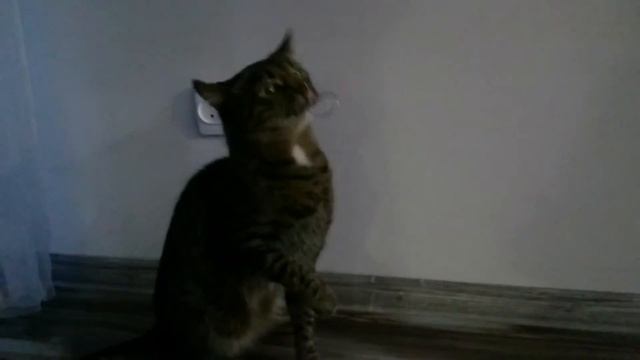 Кот сошел с ума