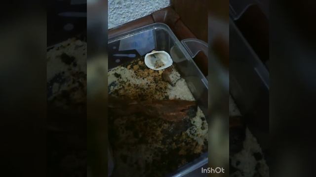 Уже переселил мирмик! смотреть онлайн