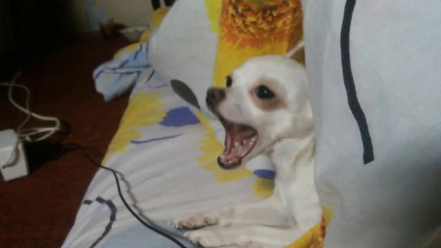 Разговор с котом смотреть онлайн