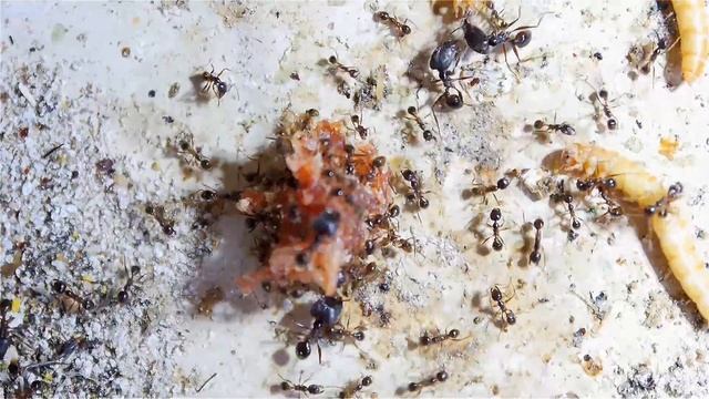 Pheidole sinica futtern Mett смотреть онлайн
