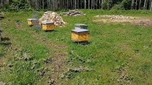 Пасека на Алтае. Будни на пасеке.