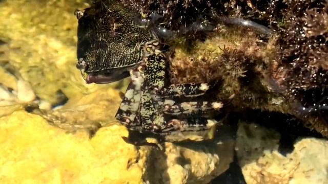КРАБИКИ СЕВАСТОПОЛЬСКИЕ смотреть онлайн