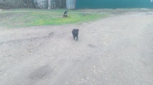 Щенячий патруль . Призовые собаки на международной выставке собак