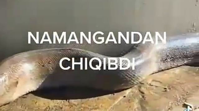Namangandagi eng katta ilon смотреть онлайн