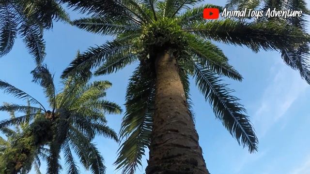 Find animal toys, wolf, zebra, panda, elephant, buffalo смотреть онлайн