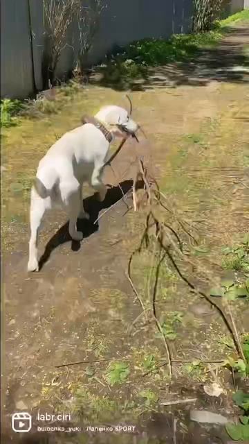 Архив #лабрадор #лабрадорретривер #собака #щенок #влог смотреть онлайн