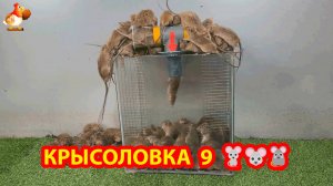 Крысоловка вариант 9 🐁 Как сделать крысоловку своими руками и поймать кучу крыс 🐁🐀🐀