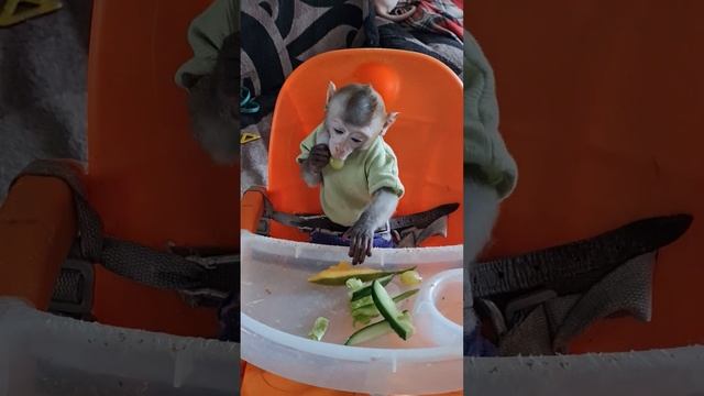 Можно долго наблюдать,как Тоша кушает смотреть онлайн
