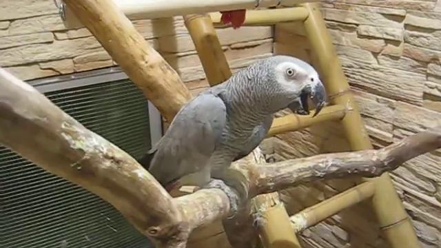 MVI_3753.AVI смотреть онлайн