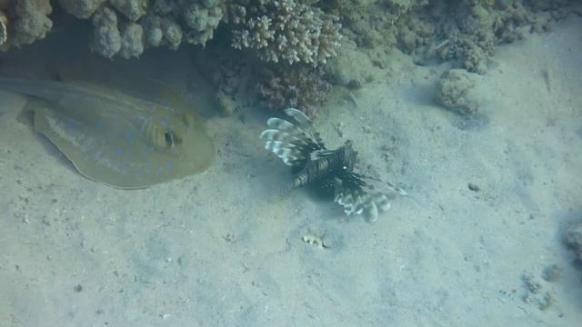 Крылатка-зебра смотреть онлайн