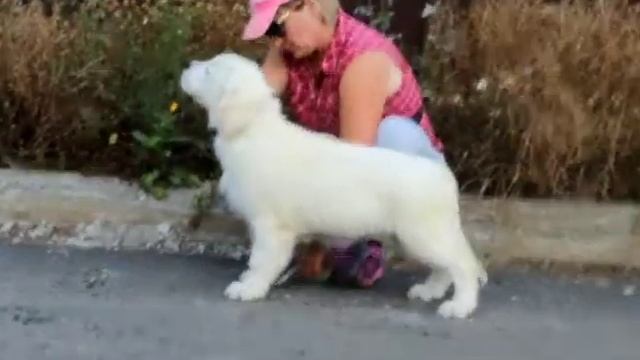 PUPPI LORD X MONTANA смотреть онлайн