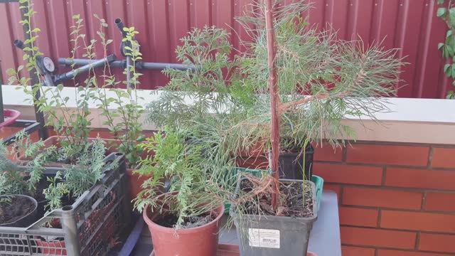 4.  Мой  минипитомник. Выращиваю сеянцы  хвойных.  Сад 2024