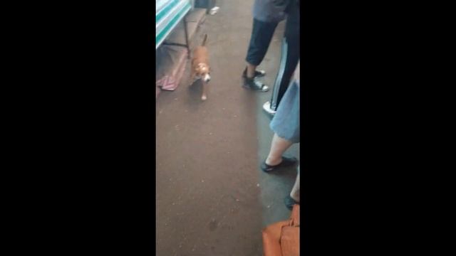 Г.О ОПГ КОШ мониторинг рынка Анголенко г.Запорожья разоблачение угрозы мухи антисанитарные условия смотреть онлайн