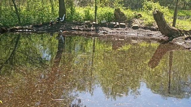 Купание уточек в пруду \ Ducks swimming in the pond смотреть онлайн