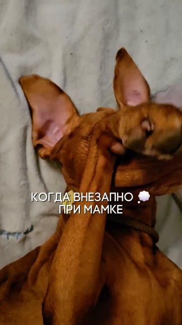 Выжла, которая путешествует в автодоме ПАЗ и не знает личных границ)