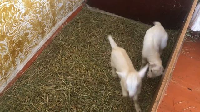 Козлята потихоньку растут.Рефлекса так и нету😒но я не унываю.