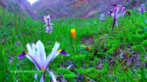 Бахори 2021 дар Точикистон