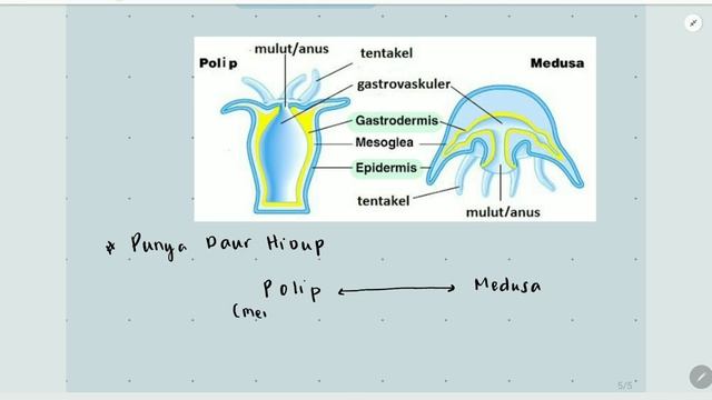 Kingdom Animalia: Coelenterata | Biologi | Alternatifa смотреть онлайн