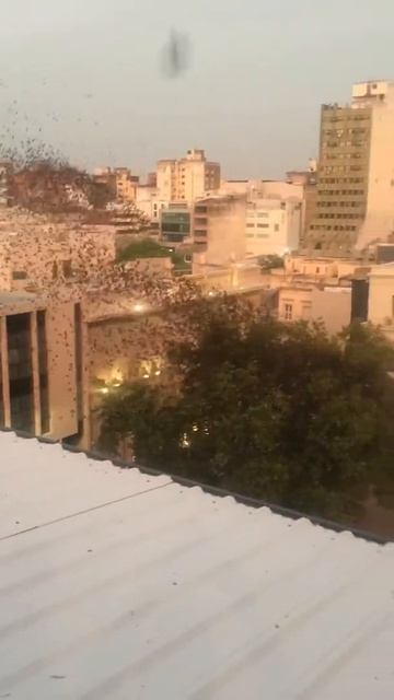 Golondrinas en Córdoba capital смотреть онлайн