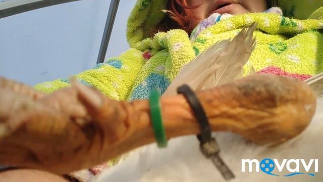 Обзор хозяйства ,переселение гусят в общее стадо! смотреть онлайн