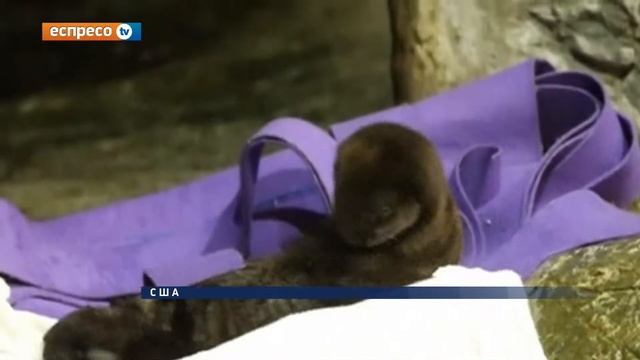 Осиротілого дитинча видри назвали Місяцем смотреть онлайн