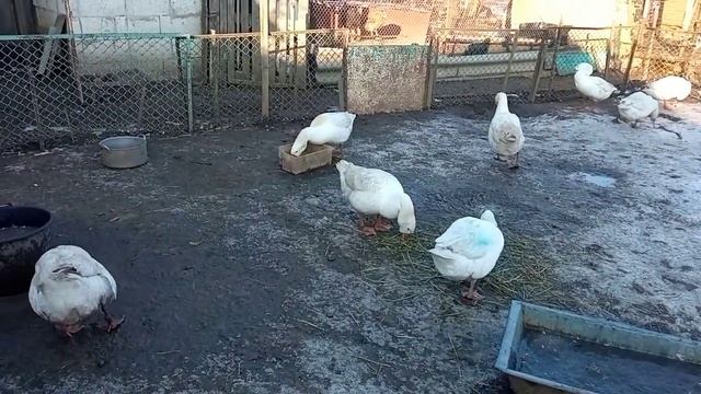 Опять власть поменялась Сделала гнездо для гусынь Вожак гусиной стаи совсем другой и я этому рада смотреть онлайн
