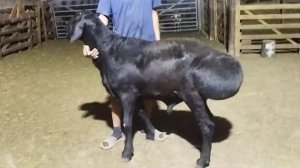 Гиссарский баран Грубого типа Бизон 1 год и 3 месяца двойняшка 152 кг. 1 метр в холке. +79054444790