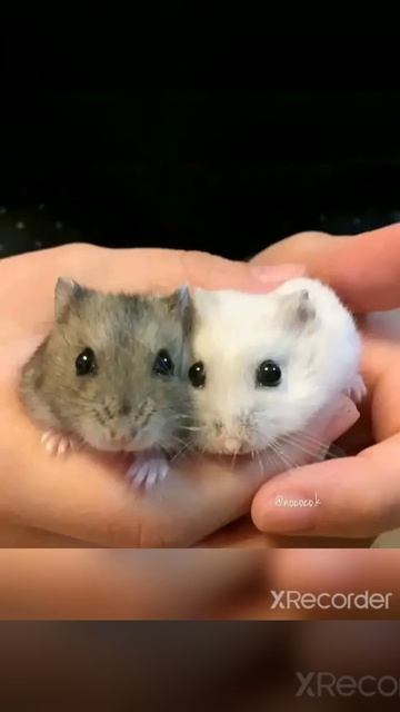 хомячки 🐭 смотреть онлайн