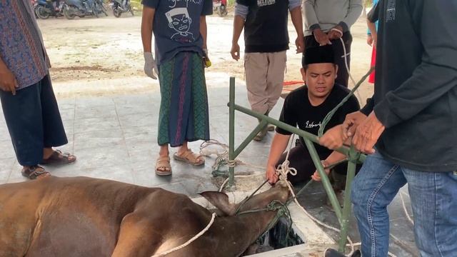 PEMOTONGAN SAPI QURBAN PONPES AL MUHAJIRIN KOBA 2023 смотреть онлайн