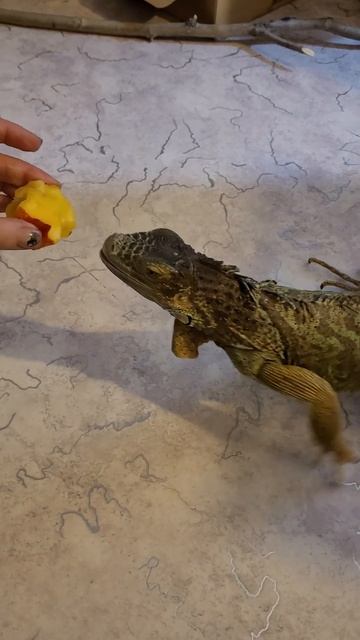 Вкусняшки #игуана #iguana #домашниеживотные #animals #годзила #godzilla #малыши #персики #лапочка смотреть онлайн