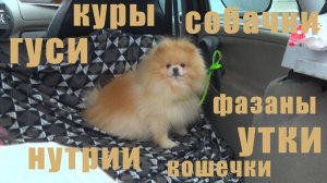 Кропоткин - кролики, гуси, куры, нутрии и другие животные. Птичий рынок. [26.01.2025]