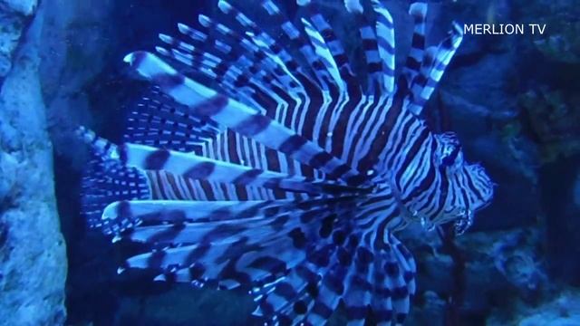 쏠베감펭 Lion Fish ミノカサゴ смотреть онлайн