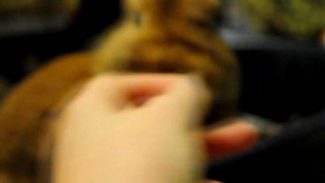 кроля.MP4 смотреть онлайн