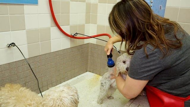 Pet Food Express Self-Service Pet Wash смотреть онлайн