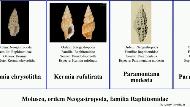 Molusco, ordem Neogastropoda, família Raphitomidae alberti mollusca mirabile modesta exilis Kermia смотреть онлайн