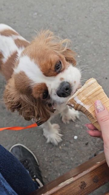 кавалер Кинг Чарльз спаниель #кавалеркингчарльзспаниель #мурманск #собака смотреть онлайн