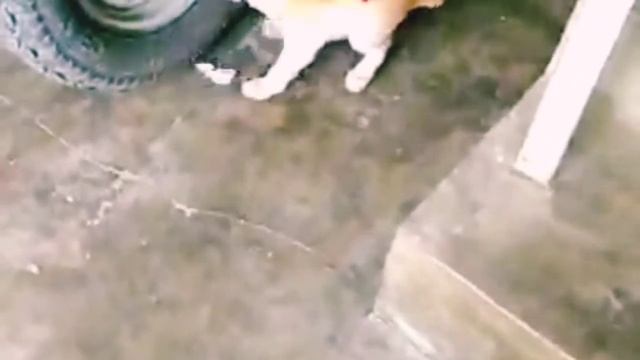 Funny video l kitty playing l Just for Fun l murchananath l sanasisters смотреть онлайн