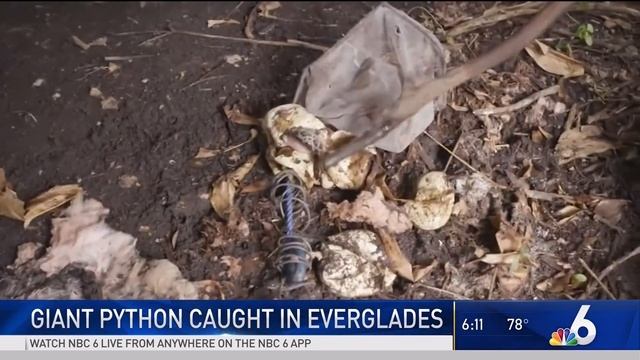 Record Python Captured - Channel 6 смотреть онлайн