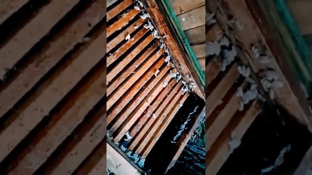 Ужас 😱 и кошмар!!! Что натворили восковые моли. смотреть онлайн
