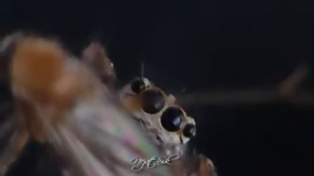 Pseudeuophrys lanigera on dinner смотреть онлайн