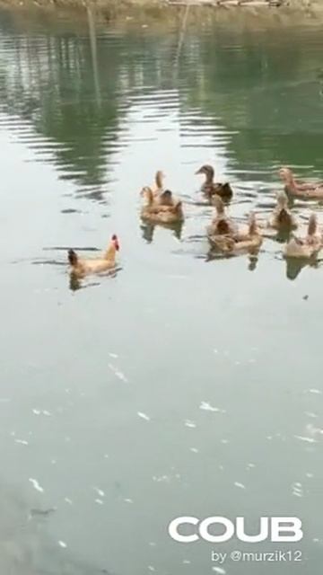 Да утка я! утка!