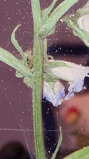 Spider Mites смотреть онлайн