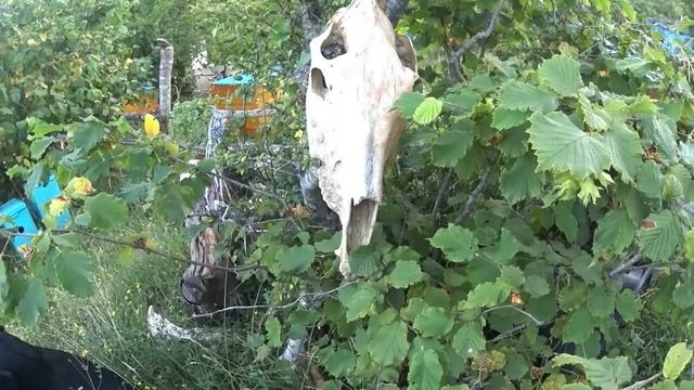 Медведь на пасеке смотреть онлайн