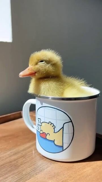it's time to go to sleep 🦆🐣 #shorts #duck смотреть онлайн