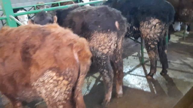 Откорм быков. 14 марта 2021 г. смотреть онлайн